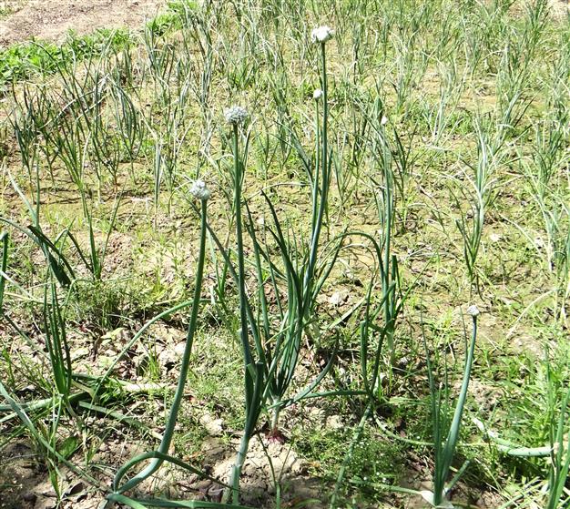Allium cepa